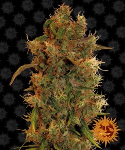 8 Ball Kush Barneys Farm Seeds