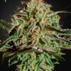 A.M.S. Green House Seeds