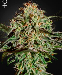 A.M.S. Green House Seeds