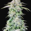Afghan Kush Auto Fast Buds Seeds