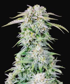 Afghan Kush Auto Fast Buds Seeds