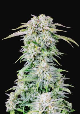 Afghan Kush Auto Fast Buds Seeds