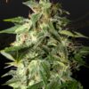 Afgooey Green House Seeds