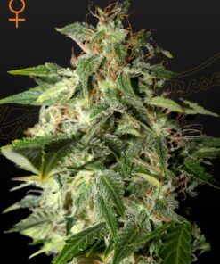 Afgooey Green House Seeds