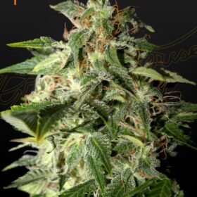 Afgooey Green House Seeds