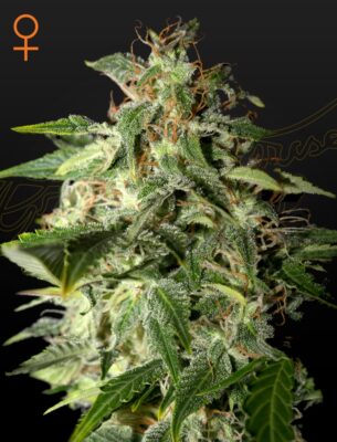 Afgooey Green House Seeds