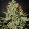 Alascan Ice Green House Seeds