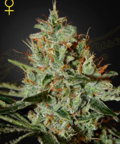 Alascan Ice Green House Seeds