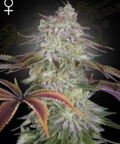 AlienZ Green House Seeds