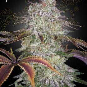 AlienZ Green House Seeds