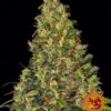 Amnesia Haze Auto Barneys Farm Seeds