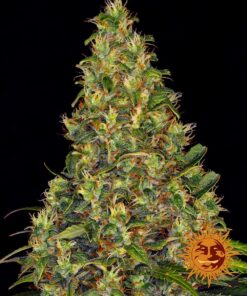 Amnesia Haze Auto Barneys Farm Seeds