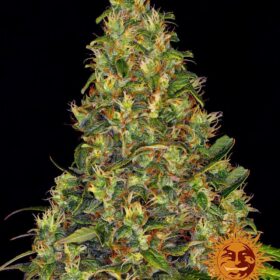 Amnesia Haze Auto Barneys Farm Seeds