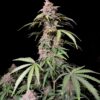 Amnesia Zkittlez Auto Fast Buds Seeds