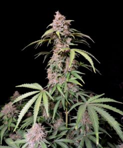 Amnesia Zkittlez Auto Fast Buds Seeds