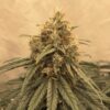 Amsterdam Amnesia Dutch Passion Seeds