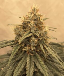Amsterdam Amnesia Dutch Passion Seeds