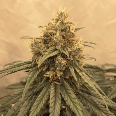 Amsterdam Amnesia Dutch Passion Seeds