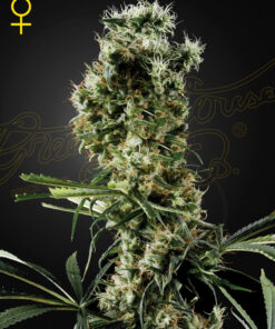 Aranjs Haze 2 Green House Seeds
