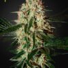 Aranjs Haze 3 Green House Seeds