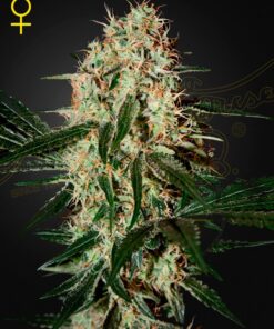 Aranjs Haze 3 Green House Seeds