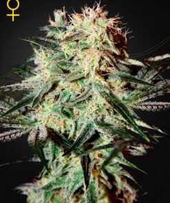 Arjan Strawberry Haze Green House Seeds