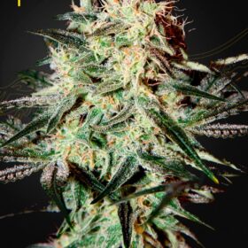 Arjan Strawberry Haze Green House Seeds