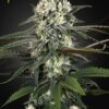 Bomb Auto Green House Seeds