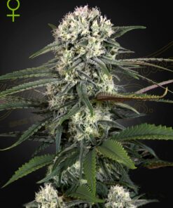 Bomb Auto Green House Seeds