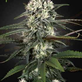 Bomb Auto Green House Seeds