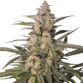 Northern Dragon Fuel Auto SuperSativaSeedClub