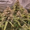 Banana Blaze Auto Dutch Passion Seeds