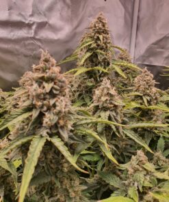 Banana Blaze Auto Dutch Passion Seeds