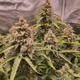 Banana Blaze Auto Dutch Passion Seeds