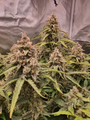 Banana Blaze Auto Dutch Passion Seeds