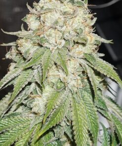 Banana Blaze Dutch Passion Seeds
