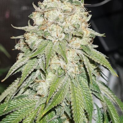 Banana Blaze Dutch Passion Seeds