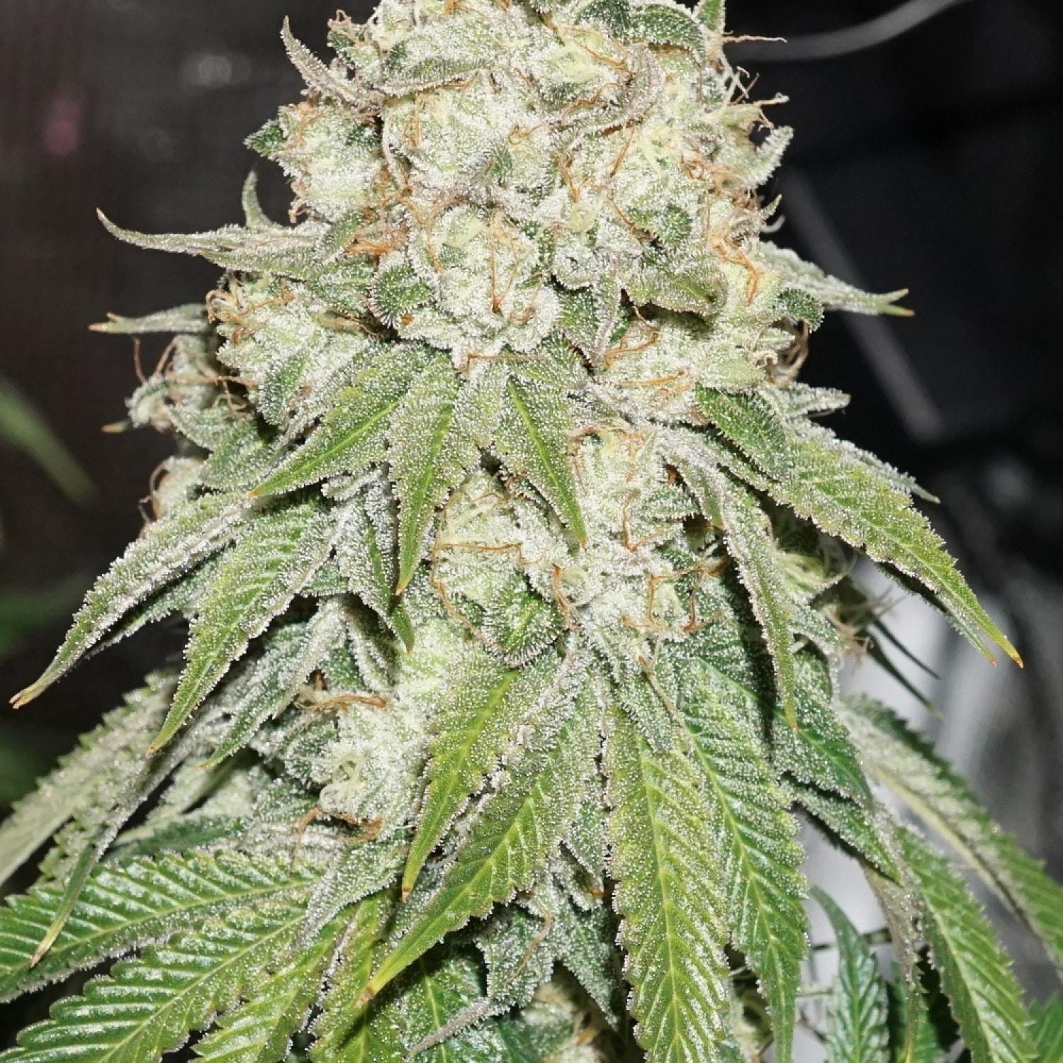 Banana Blaze Dutch Passion Seeds