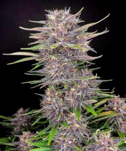 Banana Purple Punch Auto Fast Buds Seeds