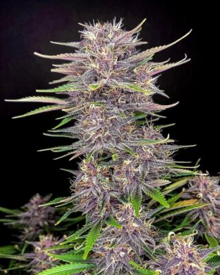 Banana Purple Punch Auto Fast Buds Seeds