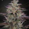 Banana Krumble Green House Seeds