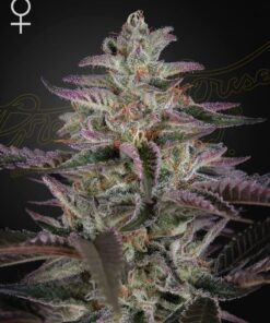 Banana Krumble Green House Seeds