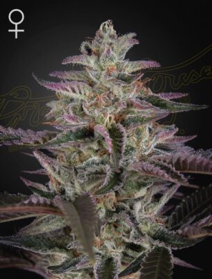 Banana Krumble Green House Seeds