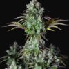 Big Bud Auto Fast Buds Seeds