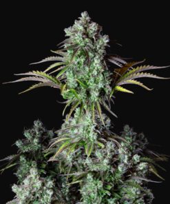 Big Bud Auto Fast Buds Seeds