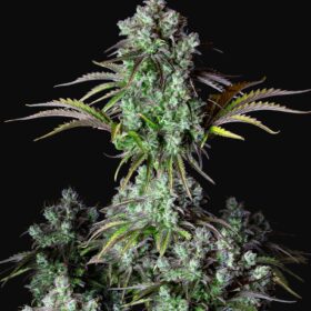 Big Bud Auto Fast Buds Seeds