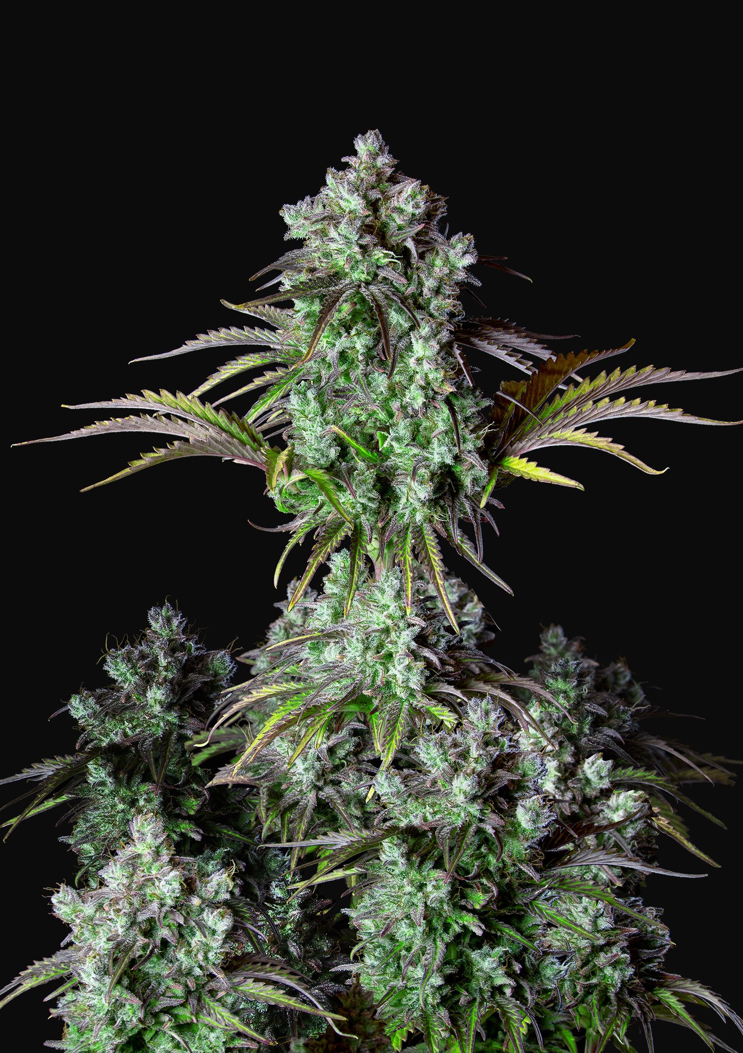 Big Bud Auto Fast Buds Seeds