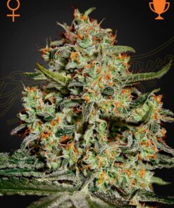 Big Bang Green House Seeds