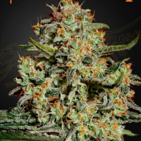 Big Bang Green House Seeds