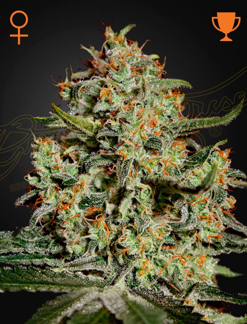 Big Bang Green House Seeds